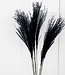 Dried black Stipa per 10 branches