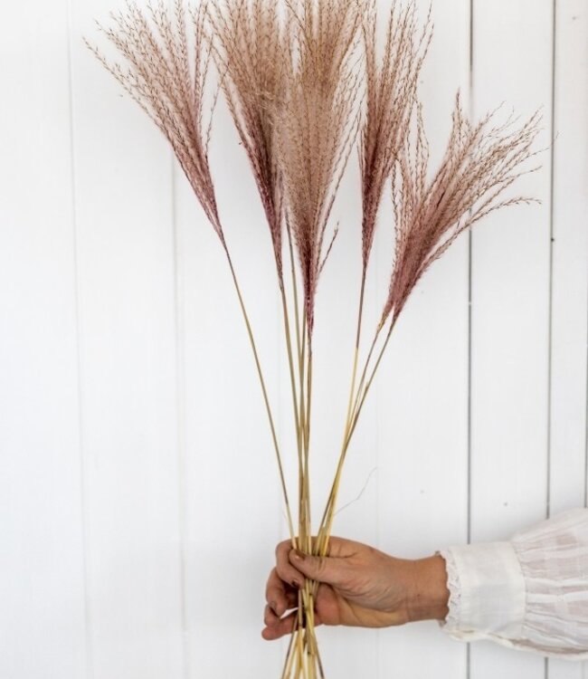 Dried light pink Stipa per 10 branches