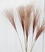 Dried light pink Stipa per 10 branches