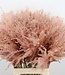Dried light pink Stipa per 10 branches