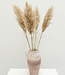 Dried fluffy pampas plumes | per 5 pieces | 100 cm