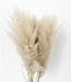 Dried fluffy pampas plumes | per 5 pieces | 100 cm