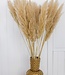 Dried fluffy pampas plumes | per 5 pieces | 100 cm