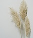 Dried fluffy pampas plumes | per 5 pieces | 100 cm
