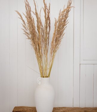 MyFlowers Dried Ampelodesmos panicles