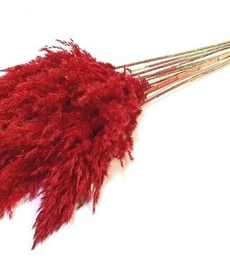 Dried pampas plumes 70 cm red