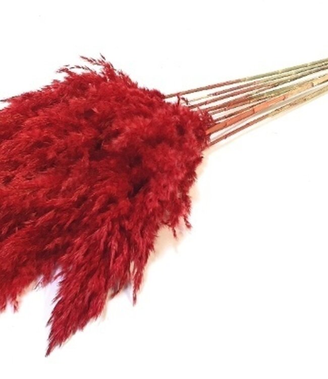 Dried pampas plumes 70 cm red