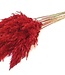 MyFlowers Dried pampas plumes 70 cm red