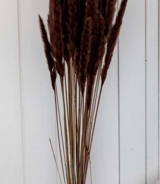 Dried fluffy pampas plumes 75 cm brown