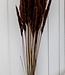 Dried fluffy pampas plumes 75 cm brown