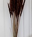 Gedroogde fluffy pampas pluimen 75 cm bruin