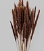 Dried fluffy pampas plumes 75 cm brown