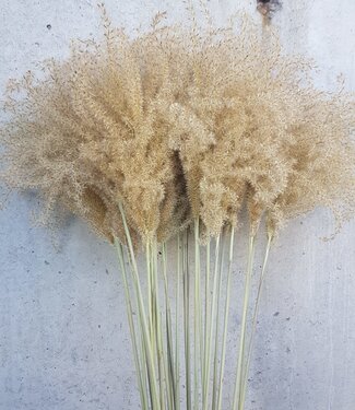 Getrocknete Stipa groß natürlich