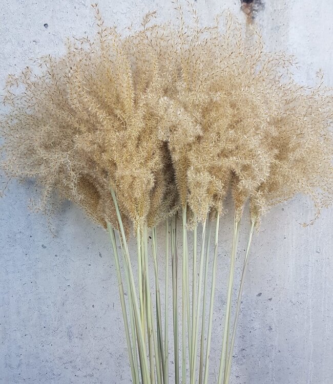 Dried Stipa natural large per 10 pieces