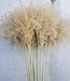 Dried Stipa natural large per 10 pieces