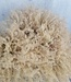 Dried Stipa natural large per 10 pieces