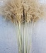 Dried Stipa natural large per 10 pieces