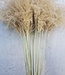 Gedroogde Stipa naturel large per 10 stuks