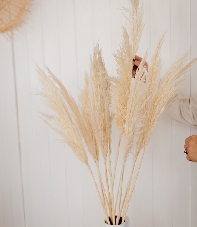 Cortaderia selloana 180gr bleached white dried flowers | Length ± 70 cm | Available per bunch
