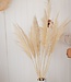 Cortaderia selloana 180gr bleached white dried flowers | Length ± 70 cm | Available per bunch