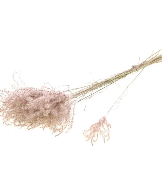 Fluffy reed gras natuurlijk roze droogbloemen | Lengte ± 60 cm | Per bos verkrijgbaar