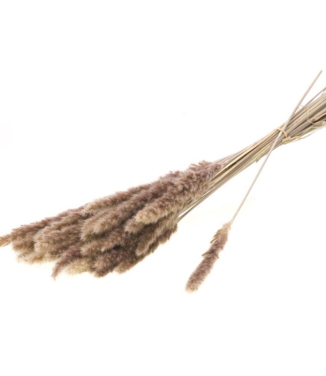 Reed bunch 70gr natural dried flowers | Length ± 70 cm | Available per bunch