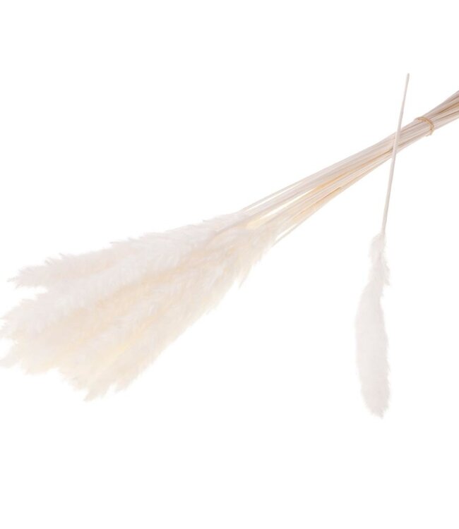 Reed gebleekt wit droogbloemen | Lengte ± 70 cm | Per bos van 20 stuks verkrijgbaar