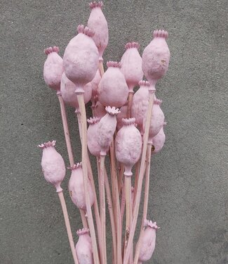 Gedroogde papaver pink misty 65 cm