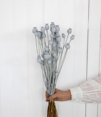 MyFlowers Dried poppy grey misty 65 cm