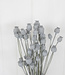 Dried poppy grey misty 65 cm per bunch