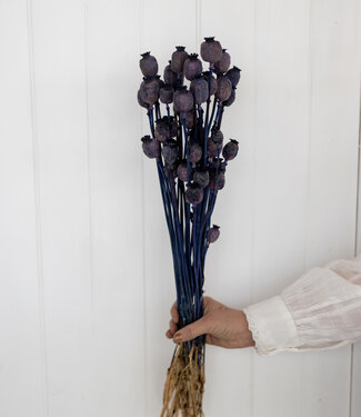 MyFlowers Gedroogde papaver donkerblauw 65 cm