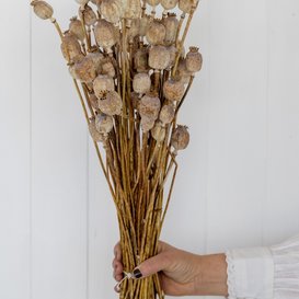 Fleurs séchées de pavot | pavot séché