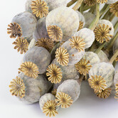 Dried Poppy Somniferum | ± 25 heads | length 65 cm
