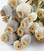 Dried Poppy Somniferum | ± 25 heads | length 65 cm