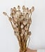 Dried Poppy Somniferum | ± 25 heads | length 65 cm