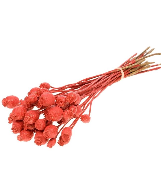 Mohn rote Glitzer-Trockenblumen | Länge ± 55 cm | Erhältlich pro Strauß
