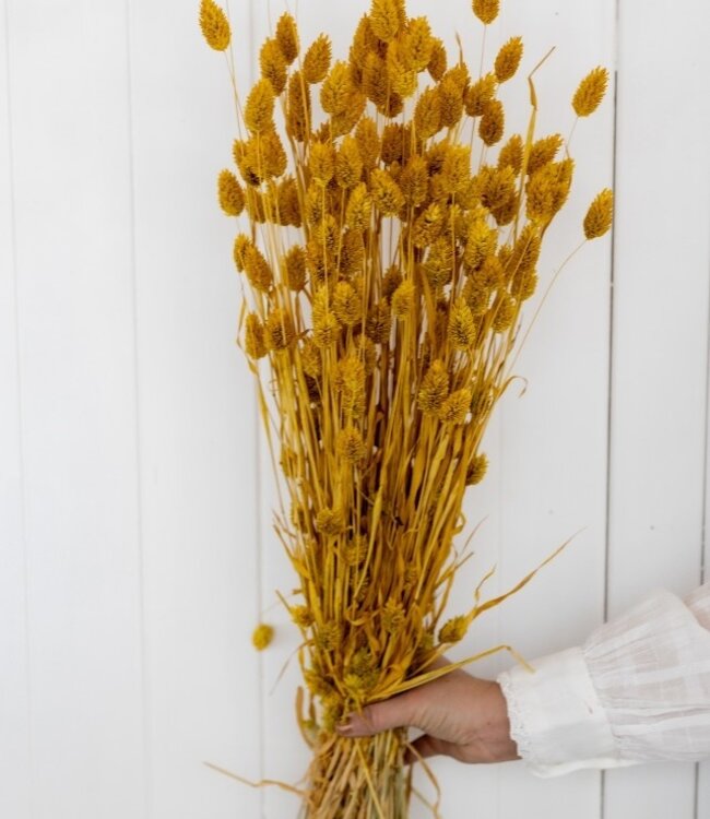 Dried yellow Phalaris dried flowers 65cm per bunch