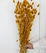 Fleurs séchées de Phalaris jaune 65cm par bouquet