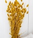 Dried yellow Phalaris dried flowers 65cm per bunch