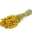 Dried yellow Phalaris dried flowers 65cm per bunch