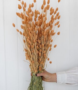 MyFlowers Dried Phalaris salmon-coloured