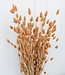 Dried salmon-coloured Phalaris dried flowers 65cm per bunch