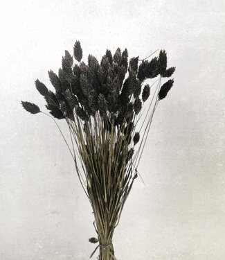 MyFlowers Getrocknete Phalaris schwarz