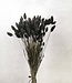 MyFlowers Dried Phalaris black