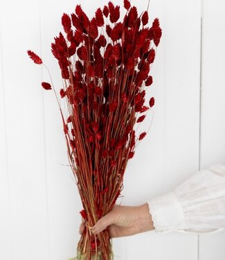 MyFlowers Dried Phalaris red