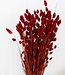 Dried Phalaris red