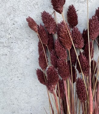 MyFlowers Gedroogde Phalaris bruin