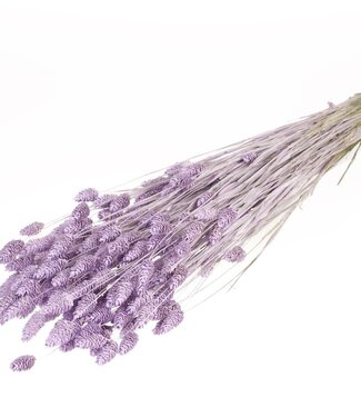 MyFlowers Dried Phalaris lilac misty