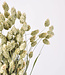 Dried Phalaris "Natural Canaria" | Natural Canary Grass dried flowers