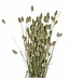 Dried Phalaris "Natural Canaria" | Natural Canary Grass dried flowers